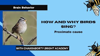 How and Why Birds Sing II Proximate Cause [upl. by Idner906]