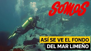 Buceo en Pucusana Así se ve el fondo marino limeño  VideosEC [upl. by Sorcim]