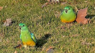 Redrumped Parrot [upl. by Janet]