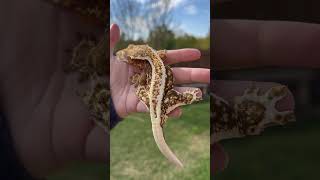 Het Axanthic Lilly White Crested Gecko with Snowflaking [upl. by Custer314]