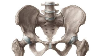 Pelvic bone Part 01  2nd Year MBBS OSPE [upl. by Yeliah]