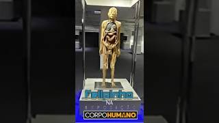 Uma palhinha da Exposição do corpo humano exposicaodocorpohumanosp [upl. by Anora423]