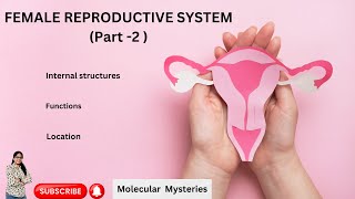 FEMALE REPRODUCTIVE SYSTEM PART 2  PARTS  FUNCTIONS  LOCATION  MOLECULAR MYSTERIES [upl. by Adian]