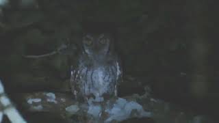 CorujinhadomatoTropical ScreechOwl Megascops choliba [upl. by Upshaw183]