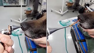 Stick Removed From Dogs Nostril [upl. by Attemaj463]