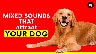 Mixed Sounds that Attract Your Dog [upl. by Stent]