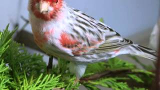 Satinette Agate Red Mosaic Canary [upl. by Etep563]