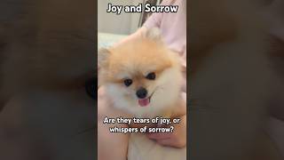 Joy and Sorrow poem dog [upl. by Anital]