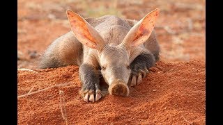 Aardvark  South Africa Amazing Animal [upl. by Pish]