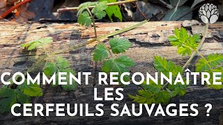 Comment reconnaître les cerfeuils sauvages [upl. by Race93]