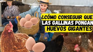 ¿Cómo conseguir que las gallinas pongan huevos gigantes [upl. by Darb]