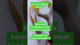 Lain dari pada yg lainslingshot plinteng ketapelkayu ketapelpemula shortsvideo [upl. by Purvis]