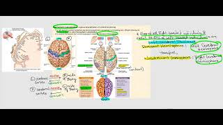 Lecture Video 10 The Brain [upl. by Goldstein]