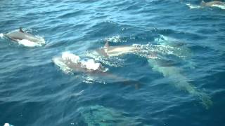 Frasers Dolphins Kalpitiya [upl. by Snebur]