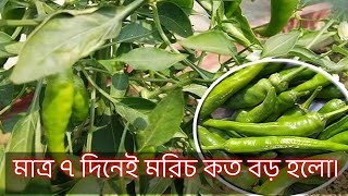 মাত্র ৭ দিনেই মরিচ কত বড় হলো। [upl. by Cressler761]