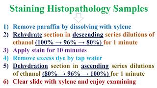 Staining Histopathology Samples [upl. by Truc]