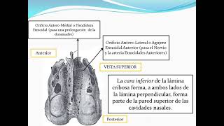 Hueso Etmoides [upl. by Herod]