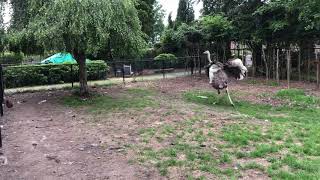 My crazy dancing ostrich ❤️😘 [upl. by Ada368]