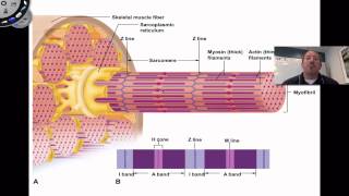 Muscle Contraction [upl. by Xonk298]