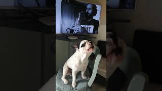 Bulldog francese che canta [upl. by Jopa406]