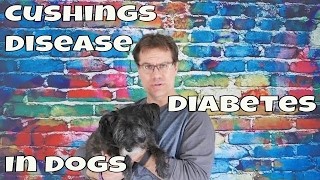 cushings disease in dogs  diabetes in dogs  cushex or vetoryl [upl. by Fulmer]