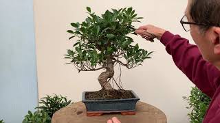 Ficus Bonsai Care and Pruning [upl. by Aseret233]