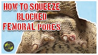 How to Squeeze Blocked Femoral Pores in Bearded Dragons  Cookies Critters  Squeezing Clogged Pores [upl. by Tootsie498]