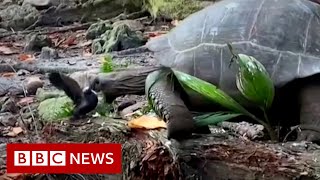 Tortoise eating a bird caught on camera  BBC News [upl. by Eniluap559]