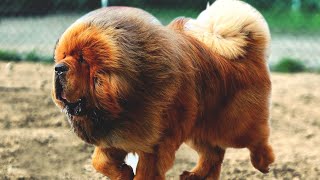 The Powerful Massive Defender  Tibetan Mastiff [upl. by Uthrop]