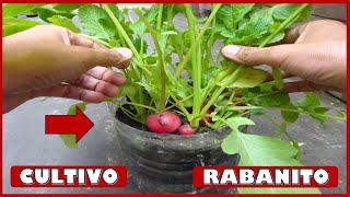 APRENDE A CULTIVAR RABANITOS EN MACETAS [upl. by Ameh]