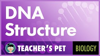 DNA Structure [upl. by Ammamaria]