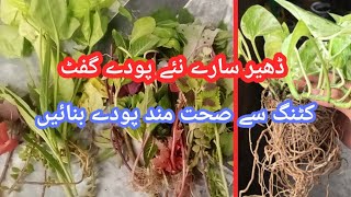 How to Grow cuttings How to Shift rooted plants in pots  Healthy plants gift received [upl. by Travis]