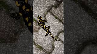 fire Salamander ❤️❤️❤️ [upl. by Maudie693]