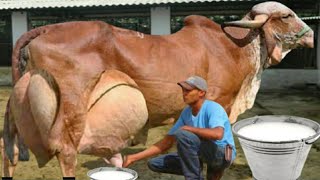 Indian No 1 Highly Milking Biggest Udder Gir Cow 60 Litters Milk  Gir Cow Farming Documentary [upl. by Bonner9]