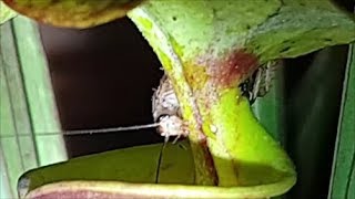 Carnivorous Plant Eating A Roach [upl. by Garwin]