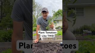 Plant Your Tomatoes Like THIS gardening garden tomato gardentips shorts [upl. by Aivlys]