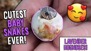 More Lavender Hognose Snakes Hatching [upl. by Oiliruam509]