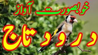 Daily Darood Sharif  Darood e Taj  beautiful Voice Darood Taj  by Imtiaz Ahmad  Ep43 [upl. by Rempe]