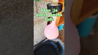 Kako ja punim psima vodu😝😂 [upl. by Engdahl665]