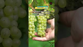 Grapes Facts shorts facts grape grapejelly grapevine [upl. by Los]