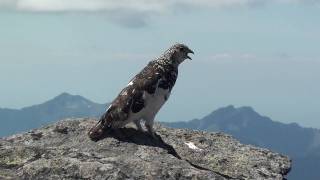 WT ptarmigan flutter flight and display call by ktbirdingcom [upl. by Lazaro]