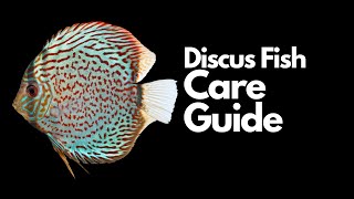 Discus Fish Care Everything You Need To Know [upl. by Fabiolas126]