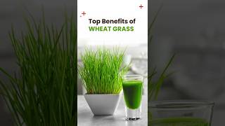 Top Benefits of Wheat Grass naturaljuice healthygreenjuice healthyliving arogyadhaam [upl. by Collie]