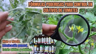 EXPERTO REVELA Secretos Para CONTROL DE VIROSIS con Bioestimulación En Cultivos De Tomates [upl. by Mollie673]