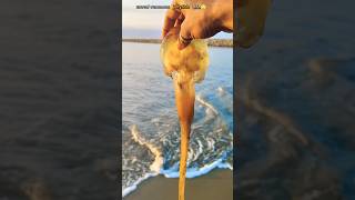 From Stranded to Stunning The Journey of Rescued Jellyfish short [upl. by Babs348]