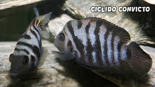 CICLIDO CONVICTO Cuidados y Alimentación  Amatitlania nigrofasciata  AcuariosLP [upl. by Azer]