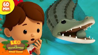 RUN THE CROCODILE IS COMING  FEROCIOUS ANIMALS  Leo the Wildlife Rangers  Kids Cartoon [upl. by Rebel]