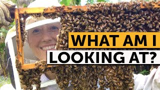 HOW TO READ A FRAME Inside a Beehive  Beekeeping Made Simple [upl. by Jaquiss]