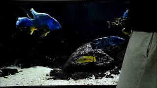 Predators malawi tank 1000l  FEEDING TIME [upl. by Nitz]