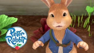 Peter Rabbit  Tricking a Lying Fox  Cartoons for Kids [upl. by Clayborne]